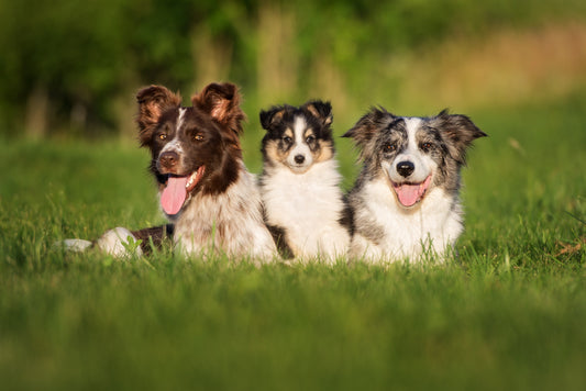 From Puppy to Senior: Why Fresh, Humanely-Raised Meat Supports Dogs at Every Life Stage
