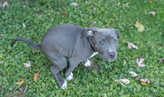 Promoting Better Poops for Dogs: The Importance of High-Quality Ingredients