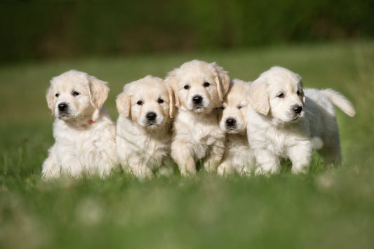 Boost Your Puppy’s Health with ButcherBox For Pets Premium Puppy Food