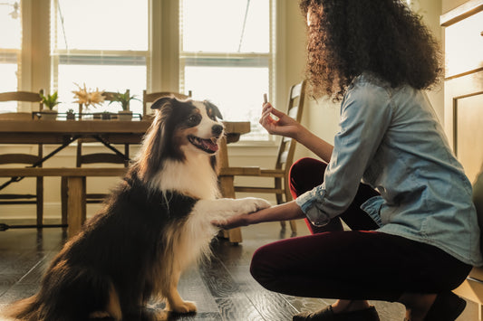 Hip and Joint Support Treats for Dogs