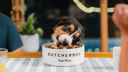 How to Transition Your Dog to Fresh Food Without Upsetting Their Stomach