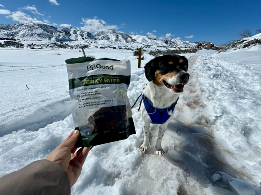 The Importance of High-Value Training Treats  & How to Use Them