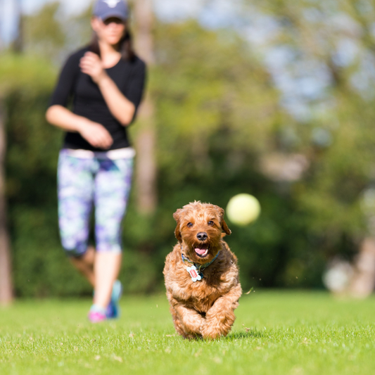 How Fresh, Non–Factory-Farmed Meat Fuels an Active, Happy Dog (+ Fun Ways to Serve It!)