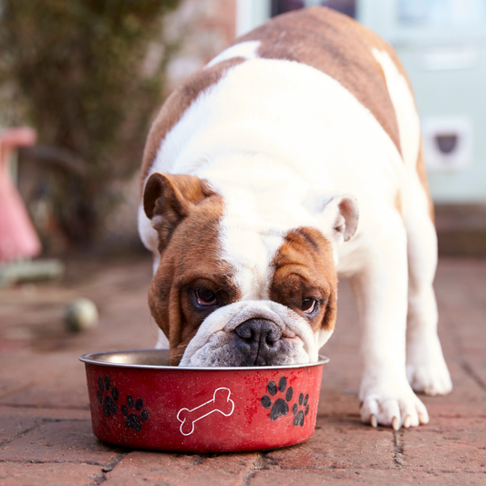 Navigating Pet Nutrition: Understanding AAFCO and Its Impact on Pet Food Regulations