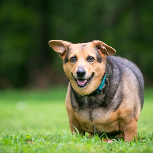 Understanding Your Pet's Ideal Body Condition Score