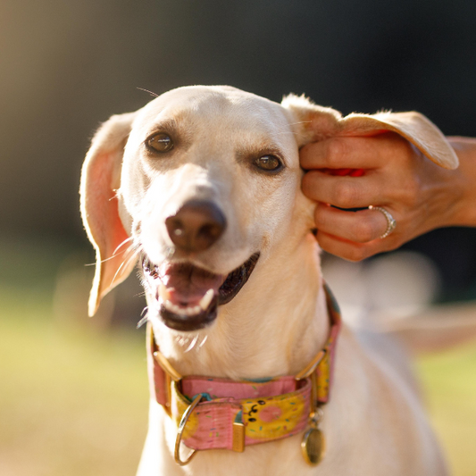 Understanding Food Allergies and Sensitivities in Dogs
