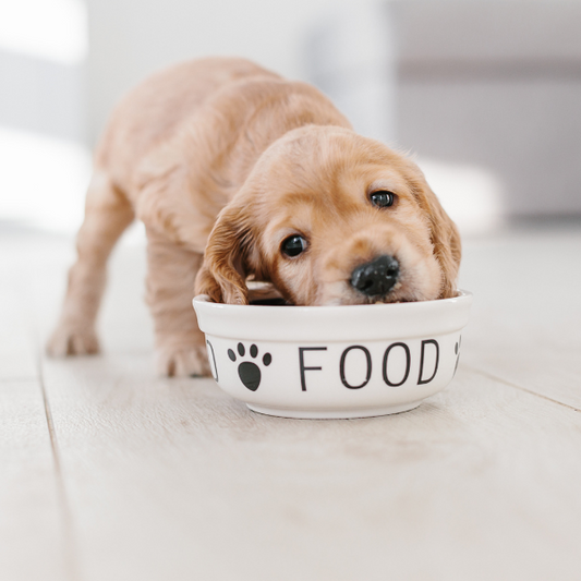 How to Properly Store Your Dog Food