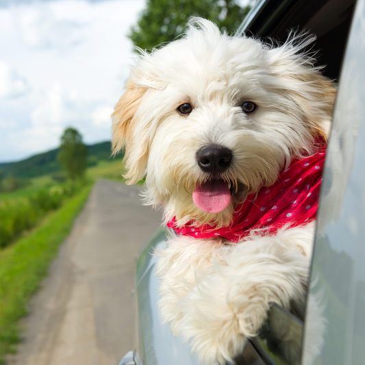 5 Ways to Travel Stress-Free with Your Dog This Summer