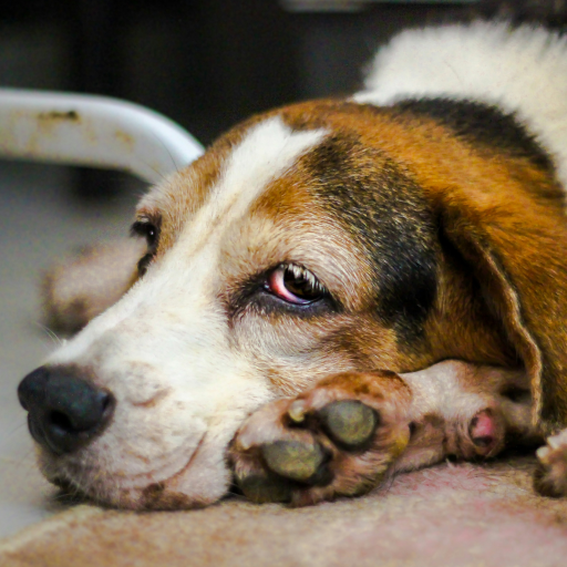 Is Your Dog’s Diet Fueling Inflammation? Signs and How to Fix It Naturally