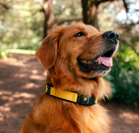 The Importance of Monitoring Activity Levels and How the Fi Collar Can Help