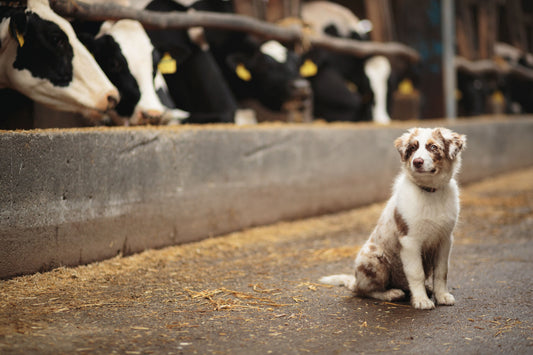 Why Factory-Farmed Meat Is Failing Your Dog
