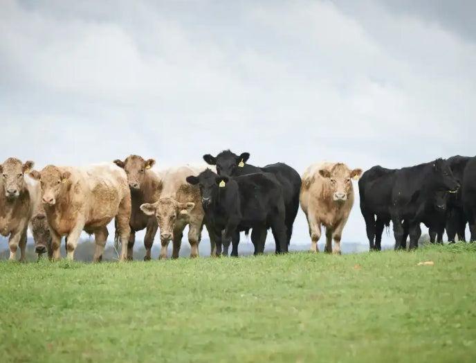 Certified Humane Dog Food Certified humane grass-fed beef for dogs