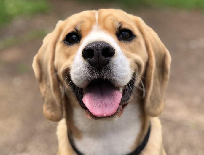 No Antibiotics Dog Food Premium dog food with no antibiotics or added hormones