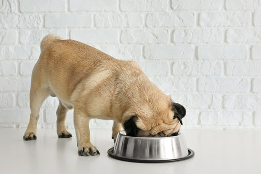 Using Food Toppers for Your Dog: An Easy-to-Follow Guide