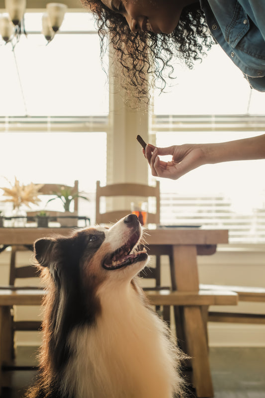 Functional Ingredients in Pet Treats: How to Naturally Enhance Your Pet's Health