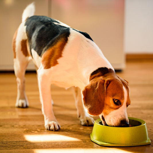 Supporting Your Pet's Digestive Health