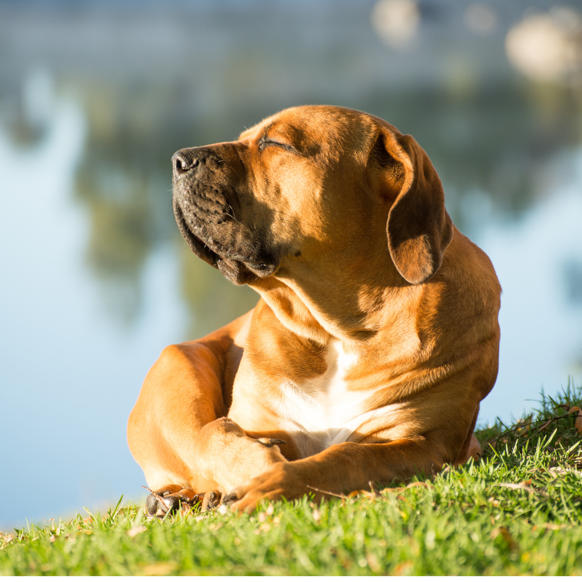 Calming Your Anxious Dog: A Guide to Stress Management and ButcherBox ...