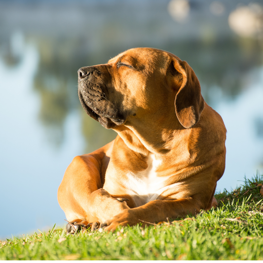 Calming Your Anxious Dog: A Guide to Stress Management and ButcherBox For Pets Calming Chews